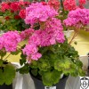 Pelargonium 'Jips Freda Burgess' - Pelargoon 'Jips Freda Burgess' P9/0,55L